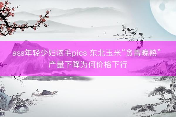 ass年轻少妇浓毛pics 东北玉米“贪青晚熟” 产量下降为何价格下行